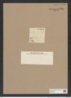 Hyalodiscus ? borealis Grun. (de-Toni-Nr.: Genus 219) Zeichnungen Sammlung Grunow Nr. 9454 (NHMW-BOT-W0379315)